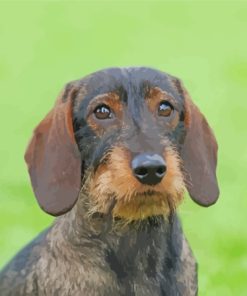 Wire Haired Dachshund Dog Paint By Numbers