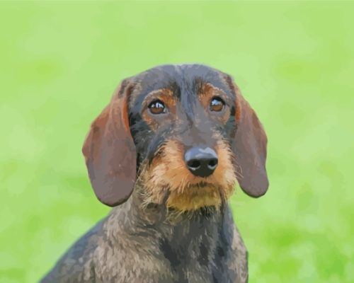 Wire Haired Dachshund Dog Paint By Numbers