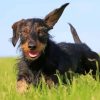 Wire Haired Dachshund Running Paint By Numbers