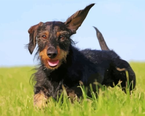 Wire Haired Dachshund Running Paint By Numbers