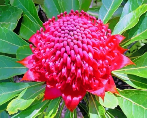 Aesthetic Waratah Paint By Numbers