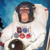 Aesthetic Space Astronaut Chimp Paint By Numbers