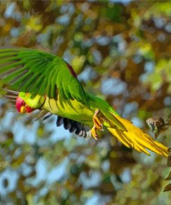 Alexandrine Parakeet Bird Flying Paint By Numbers