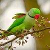 Alexandrine Parakeet On A Flowering Branch Paint By Numbers