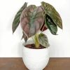 Alocasia In White Pot Paint By Numbers
