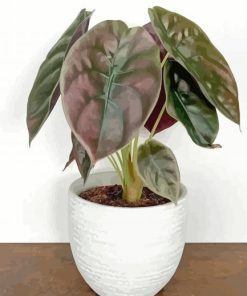 Alocasia In White Pot Paint By Numbers