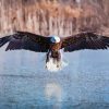 Bald Eagle Flying Over The River Paint By Numbers