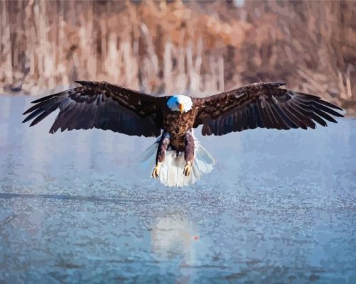 Bald Eagle Flying Over The River Paint By Numbers