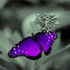 Black And Purple Butterfly With Flower Paint By Numbers