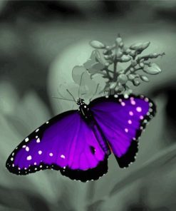 Black And Purple Butterfly With Flower Paint By Numbers