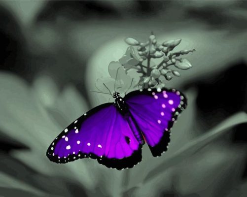 Black And Purple Butterfly With Flower Paint By Numbers