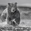 Black And White Bear Wildlife Paint By Numbers