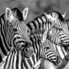 Black And White Zebra Wildlife Paint By Numbers
