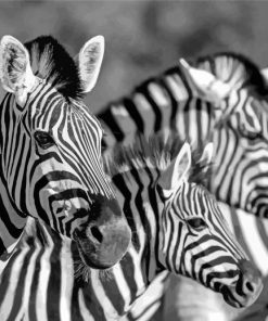 Black And White Zebra Wildlife Paint By Numbers