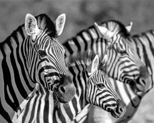 Black And White Zebra Wildlife Paint By Numbers