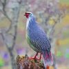 Blood Pheasant Bird Paint By Numbers