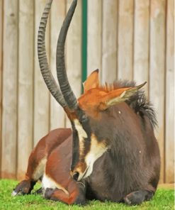 Brown Sable Antelope Paint By Numbers