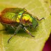 Christmas Beetle On Leaf Paint By Numbers
