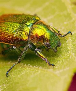 Christmas Beetle On Leaf Paint By Numbers