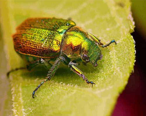 Christmas Beetle On Leaf Paint By Numbers