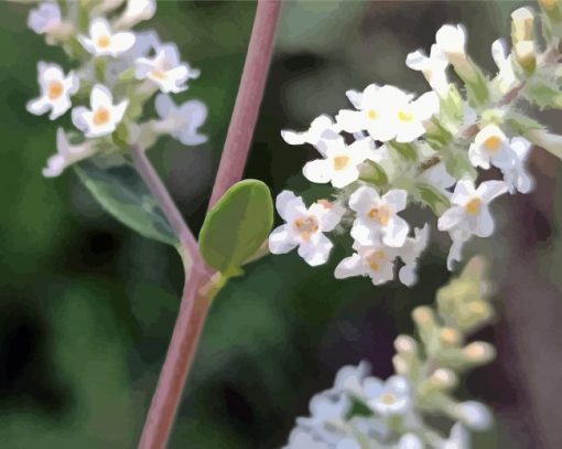 Close Up White Aloysia Paint By Numbers