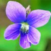 Common Blue Violet Paint By Numbers