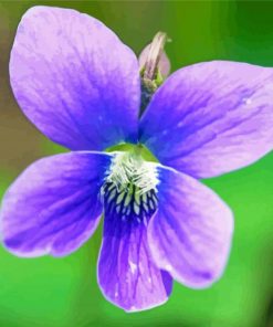 Common Blue Violet Paint By Numbers