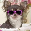 Chihuahua With Glasses Paint By Numbers