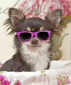 Chihuahua With Glasses Paint By Numbers