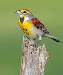 Dickcissel Bird Paint By Numbers