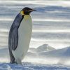 Emperor Penguin Animal Paint By Numbers