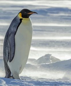 Emperor Penguin Animal Paint By Numbers