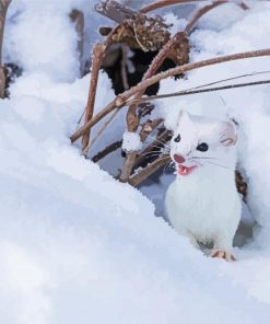 Ermine In Snow Paint By Numbers