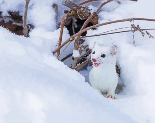 Ermine In Snow Paint By Numbers