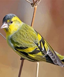 Eurasian Siskin Paint By Numbers