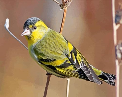 Eurasian Siskin Paint By Numbers