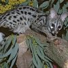 Genet On Tree Branch Paint By Numbers