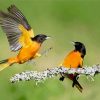 Old World Orioles Birds Paint By Numbers