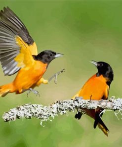 Old World Orioles Birds Paint By Numbers