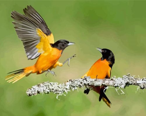 Old World Orioles Birds Paint By Numbers