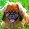 Pekingese Head Paint By Numbers