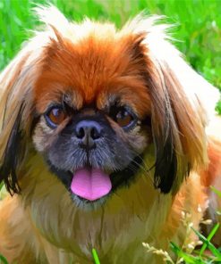 Pekingese Head Paint By Numbers