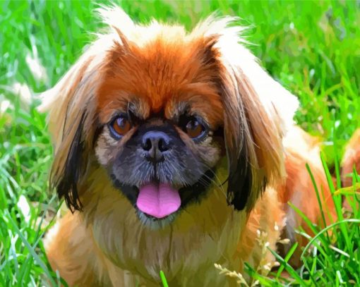 Pekingese Head Paint By Numbers