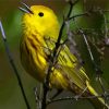 The Yellow Warbler Bird Paint By Numbers