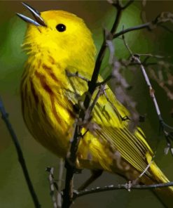 The Yellow Warbler Bird Paint By Numbers