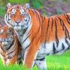 Tiger And Cub Paint By Numbers