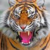 Tiger Roaring Animal Paint By Numbers