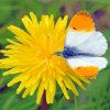 White Orange On Yellow Dandelion Paint By Numbers