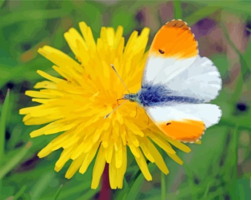 White Orange On Yellow Dandelion Paint By Numbers