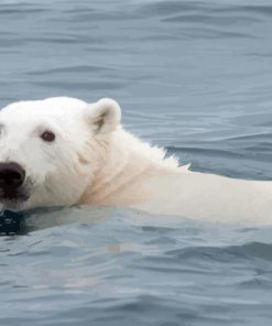 White Polar Bear In Water Paint By Numbers